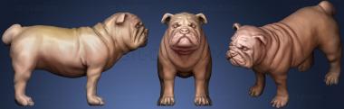 3D model Bull Dog (1) (STL)
